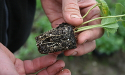 Toxic Chemicals in Our Soil: Time to Pull the Plug on Methyl Bromide