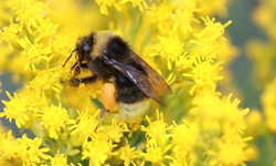 Four Native Bumble Bees Are Poised to be the First Pollinators Protected Under the California Endangered Species Act