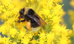 Pollinator Petitioners ask Court for Permission to Join Lawsuit to Defend Fish and Game Commission Decision to Protect Four Native Bee Species Under the California Endangered Species Act
