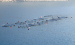 National and Local Groups Oppose New Industrial Fish Farming Regulations