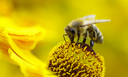Landmark Pollinator Protection Bill Announced in Congress