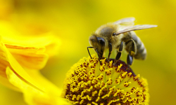 Congressional Hearing Ignores Elephant in the Room on Bee Health & Pesticides