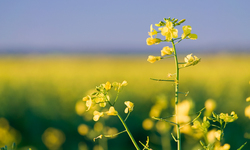 Victory for Willamette Valley Farmers and Public as Oregon Governor Signs Moratorium on Canola Production