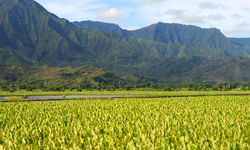 Farmers, Environmental Groups Defend Moratorium of GMO Crops on Hawai'i's Big Island