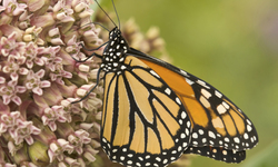 Monsanto's Roundup Ready Crop System Puts Monarch Butterflies at Brink of Extinction