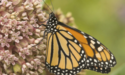 50+ Members of Congress Urge Obama Administration to Protect Monarch Butterfly  Under Endangered Species Act