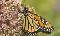 After 90 Percent Decline, Federal Protection Sought for Monarch Butterfly