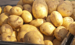 Poorly Tested Gene Silencing Technology to Enter Food Supply  with Simplot Potato