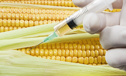 Organic standards will exclude next generation of GMOs
