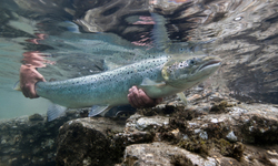 Federal Court Declares Genetically Engineered Salmon Unlawful