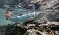 Previously Undisclosed Documents Reveal Requests by Several Companies to Obtain Government Approval to Grow Controversial Salmon in U.S. Facilities