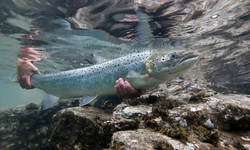 Canadian risk assessment finds GMO salmon susceptible to disease