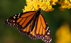 Monarchs Are Not on the Road to Recovery