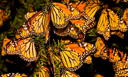 Eastern Monarch Butterfly Population Falls Again