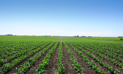 GE Crop Ban Did Not Crimp Refuge Agriculture
