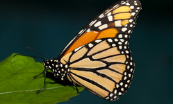 Monarch Butterfly Moves Toward Endangered Species Act Protection