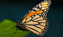 Monarch Numbers Up Slightly, But Butterfly Still at Risk of Extinction