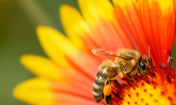 Agriculture and Beekeeping Groups Demand Pollinator Protection in Farm Bill