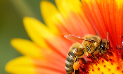 Pressure Mounts on White House to Protect Bees from Pesticides