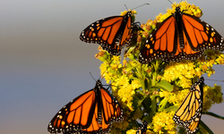 Study: World's Largest Monarch Population Could Disappear in 20 Years