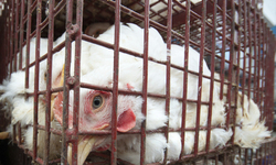 FDA Ignores Toxic Arsenic In Animal Feed