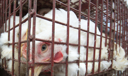 Center for Food Safety Files Brief in Support of California Ban on Battery Cage Eggs