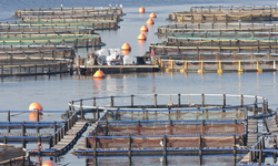 New Report Finds Ocean-based Fish Farming at Odds with Organic Standard