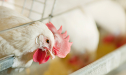 Perdue to Stop Using Antibiotics in 95% of Chickens
