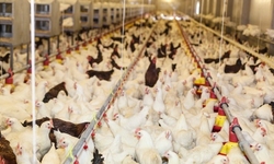 Bird Flu at Tyson Facility Underscores Need for More Organic Practices