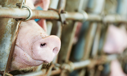 Coalition Files Lawsuit Challenging Iowa's Second Unconstitutional Ag-Gag Law