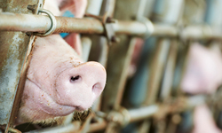 You have a Constitutional Right to Record and Report Illegal Activity at Factory Farms