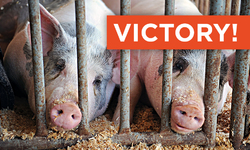 Victory for Animals and Free Speech as U.S. Supreme Court Declines to Review Kansas Ag-Gag Law