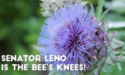 Senator Leno is the Bee's Knees!