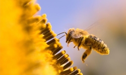 Scientists Release Landmark 'Worldwide Assessment' of Bee-Harming Pesticides, Call for Global Action