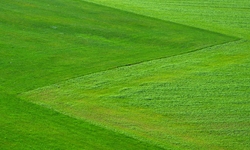 USDA Grants Final Approval for Invasive GE Grass