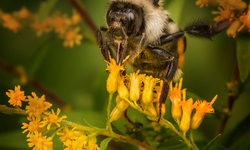 Bee Thankful This Thanksgiving: Demand Big Food Stop Killing Our Pollinators