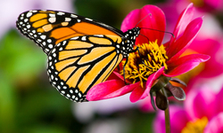 Lawsuit Launched for Endangered Species Act Protection of Monarch Butterflies