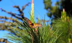 Monarch Butterfly Population Rebounds to 68 Percent of 22-year Average, But Still Low