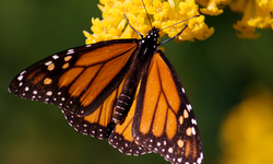 Monarch Butterfly Population Drops By Nearly One-Third