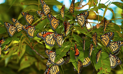 Eastern Monarch Butterfly Population Decreases by More than Half