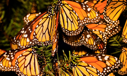 Annual Monarch Count Shows Butterfly Still Threatened