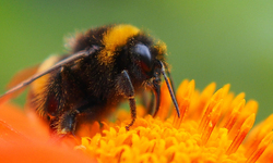 EPA Confirms Bee-Killing Neonicotinoid Insecticides Threaten Extinction for More than 200 Endangered Species