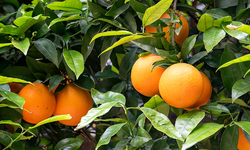 Florida Halts Use of Controversial Pesticide on Citrus Crops