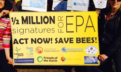 Half a Million Demand Action from EPA to Save Bees
