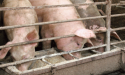 Coalition Calls for Urgent Action On Livestock Antibiotic Overuse