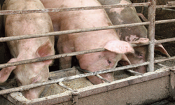 Another Superbug Found on Pig Farm in the U.S.