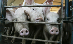 Lawsuit Challenging Iowa's Ag-Gag Law Proceeds, State's Motion to Dismiss Denied