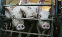 Victory! Court Rules Iowa Ag-Gag Law Unconstitutional in a Major Victory for Free Speech and Animal Protection