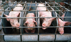 New Peer-reviewed Study on GMO Pig Feed Reveals Adverse Effects