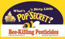 New Campaign Targets Popcorn Companies' Use of Bee-Toxic Insecticide